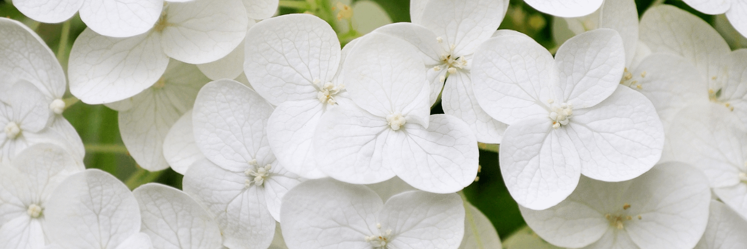 Beautiful House White Hydrangeas