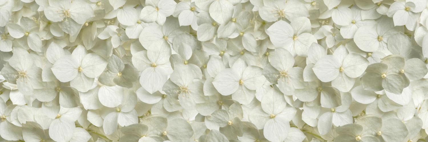 Beautiful House White Summer Hydrangeas